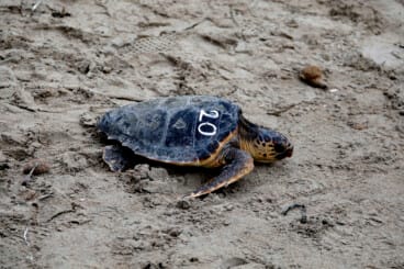 Dénia firma la Alianza Tortuga con Costa Rica 55