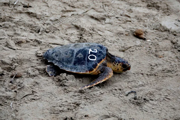 Dénia sella la alianza entre el Mediterráneo y el Caribe para la protección de las tortugas marinas 11 denia firma la alianza tortuga con costa rica 55