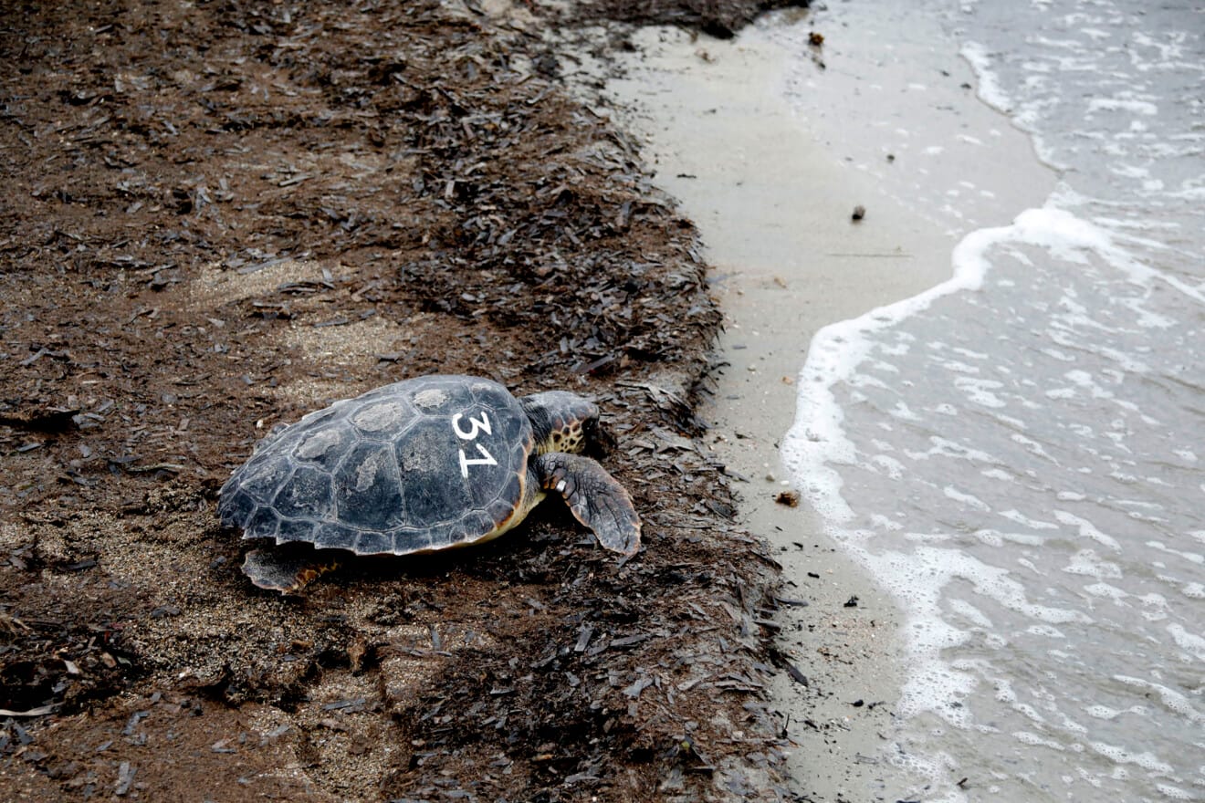 Dénia firma la Alianza Tortuga con Costa Rica 57