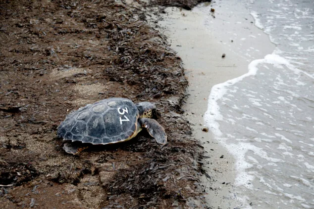 Dénia sella la alianza entre el Mediterráneo y el Caribe para la protección de las tortugas marinas 13 denia firma la alianza tortuga con costa rica 57