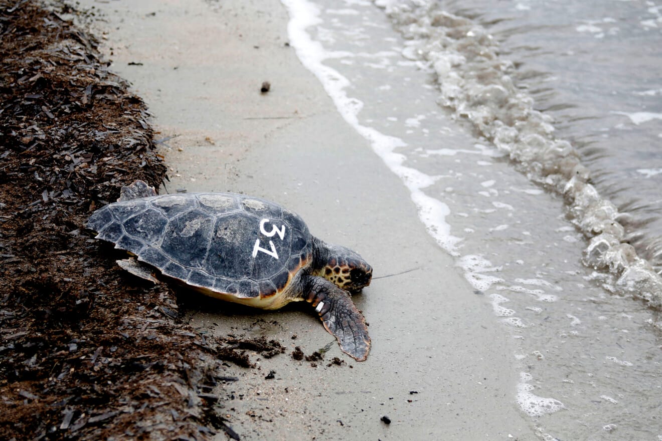 Dénia firma la Alianza Tortuga con Costa Rica 58