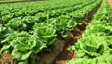 Diferencias entre una tienda especializada y un supermercado convencional