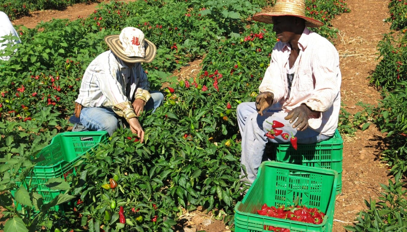 Origen local de los productos frescos de agricultores de proximidad