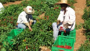 Origen local de los productos frescos de agricultores de proximidad