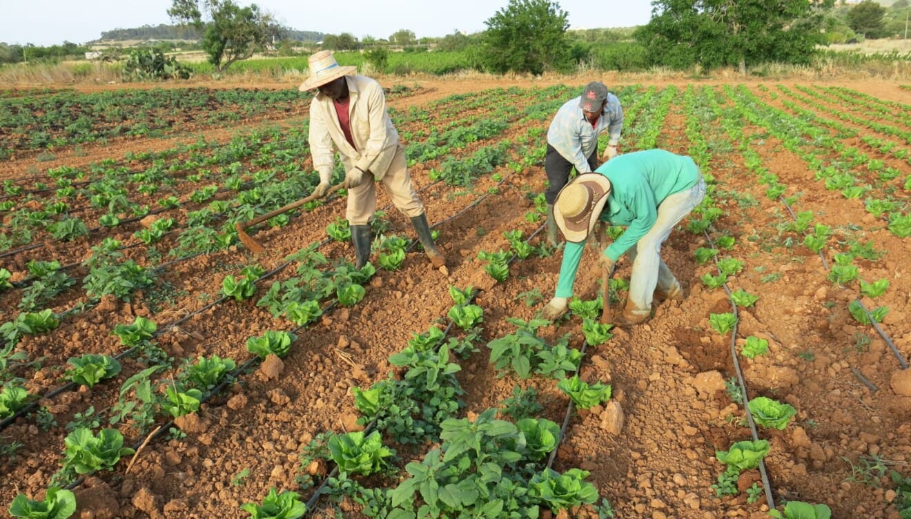 Productos de la Comunitat Valenciana y Baleares con cadena de suministro corta