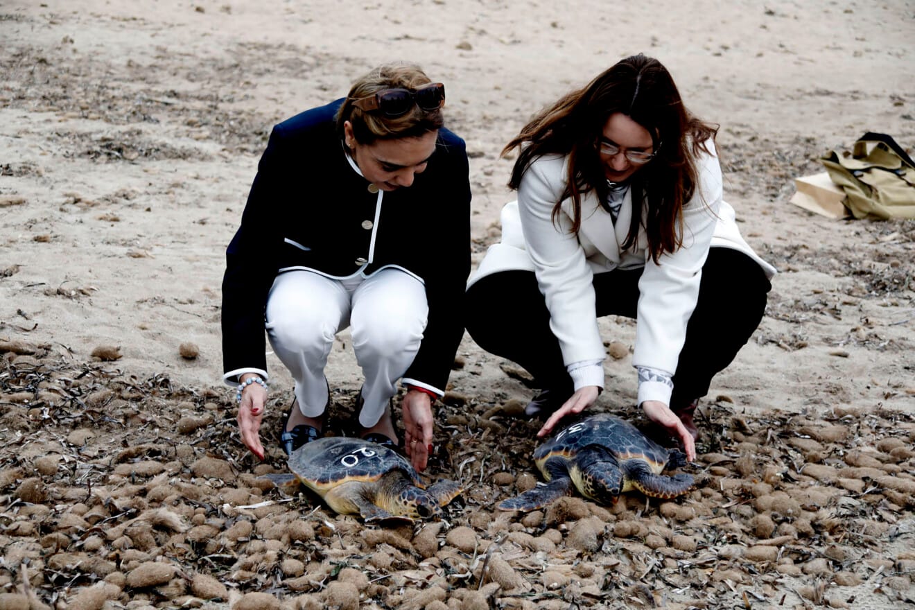 Suelta de dos ejemplares de tortuga boba en la playa Punta Raset de Dénia