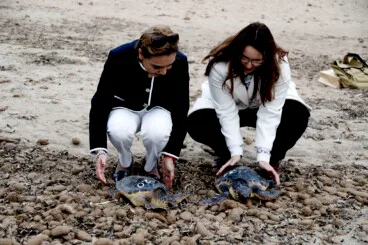 suelta de dos ejemplares de tortuga boba en la playa punta raset de denia