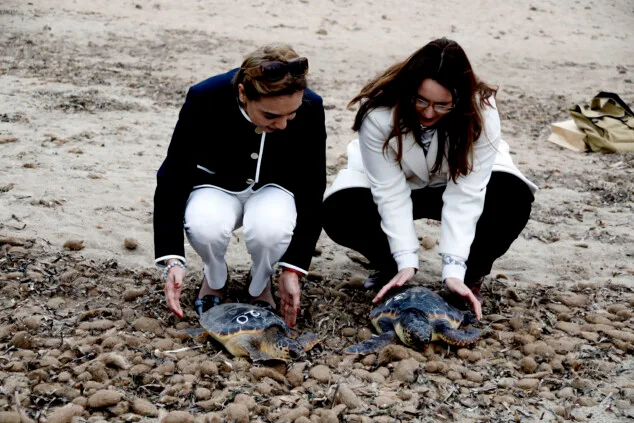 Dénia sella la alianza entre el Mediterráneo y el Caribe para la protección de las tortugas marinas 1 Imagen: Suelta de dos ejemplares de tortuga boba en la playa Punta Raset de Dénia