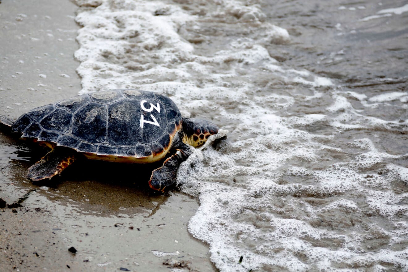 Tortuga en Dénia tras la firma la Alianza Tortuga con Costa Rica
