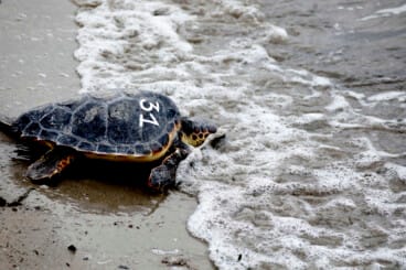 Tortuga en Dénia tras la firma la Alianza Tortuga con Costa Rica