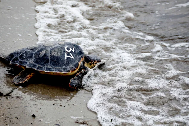 Dénia sella la alianza entre el Mediterráneo y el Caribe para la protección de las tortugas marinas 2 Imagen: Tortuga en Dénia tras la firma la Alianza Tortuga con Costa Rica