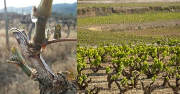 ¿Por qué están «llorando» las viñas de la Marina Alta este mes? El curioso motivo tras el refrán 2 vinedos de la bodega montesanco en teulada moraira marina alta