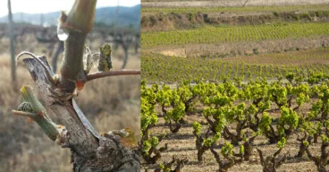 vinedos de la bodega montesanco en teulada moraira marina alta