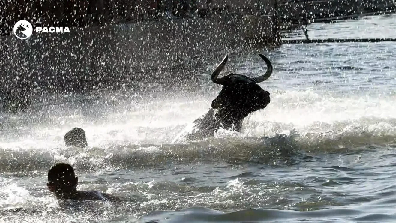Toro en el agua con personas alrededor durante un festejo de 'Bous a la Mar' en Dénia, con el logo de PACMA en la esquina superior izquierda.