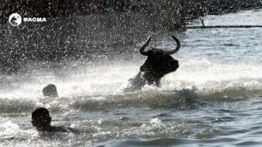 Toro en el agua con personas alrededor durante un festejo de 'Bous a la Mar' en Dénia, con el logo de PACMA en la esquina superior izquierda.