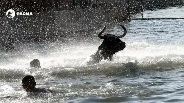 Toro en el agua con personas alrededor durante un festejo de 'Bous a la Mar' en Dénia, con el logo de PACMA en la esquina superior izquierda.
