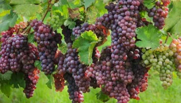 Cerca de 1.000 muestras con amplia presencia internacional