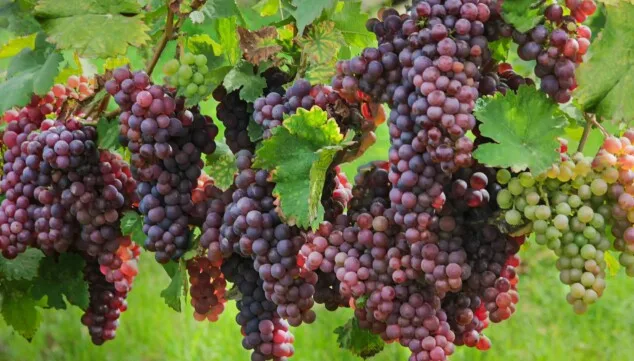 Imagen: Cerca de 1.000 muestras con amplia presencia internacional