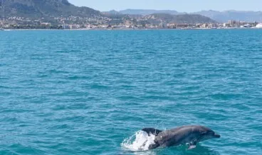 delfin nadando por la costa de denia