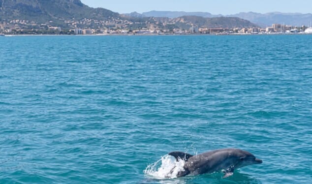 delfin nadando por la costa de denia