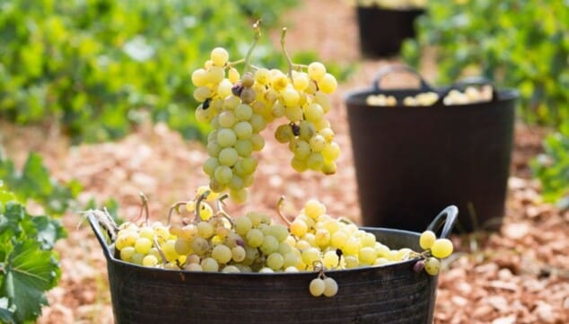 Imagen: El Certamen Internacional CINVE 2026 ha dado a conocer los resultados de su última edición