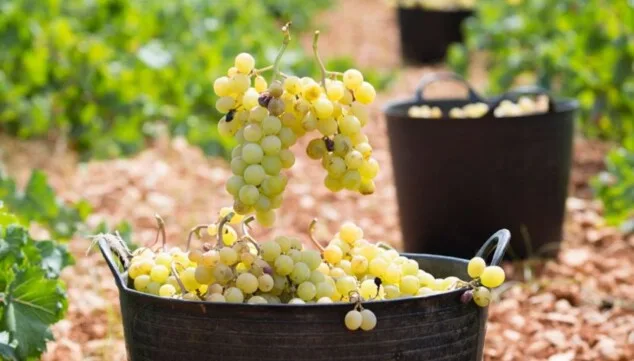 Imagen: El Certamen Internacional CINVE 2026 ha dado a conocer los resultados de su última edición