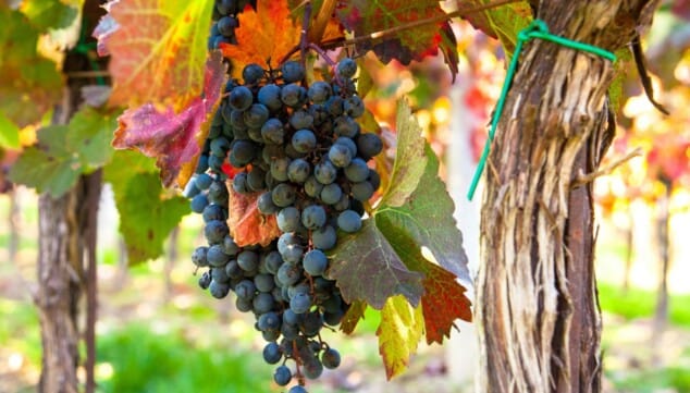 Imagen: Entrega de premios y novedades en los GRAN CINVE