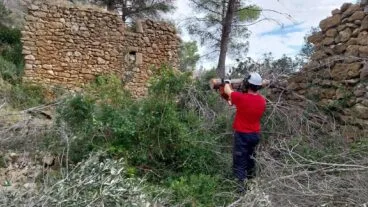 Un trabajador forestal con casco y motosierra corta ramas en una zona rural junto a una ruina de piedra.