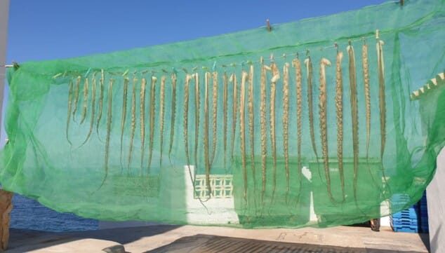 tradicion marinera del pulpo secandose al sol en la costa de denia