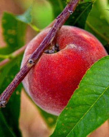 Agricultura de proximidad y respeto por la tierra