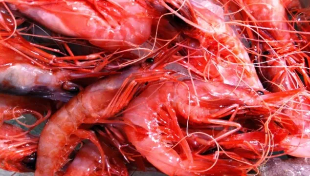 gamba roja de denia uno de los grandes sabores del mediterraneo