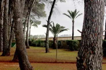 tres mil metros cuadrados de pinar que se sumaran a los espacios verdes de denia