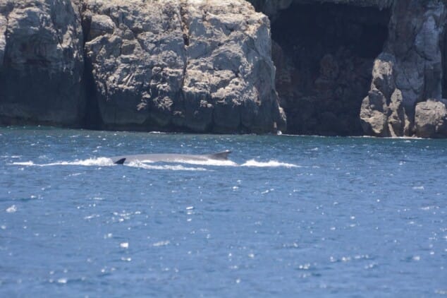 Imagen: Avistamiento de ballena rorcual
