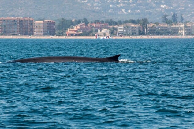 Imagen: Ballena rorcual en aguas de Dénia