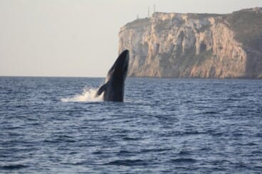 Dénia inicia la campaña de voluntariado para avistamiento de cetáceos 2 ballena rorcual en las inmediaciones del cabo san antonio