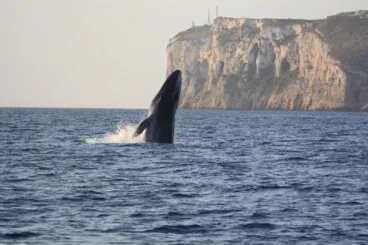 ballena rorcual en las inmediaciones del cabo san antonio