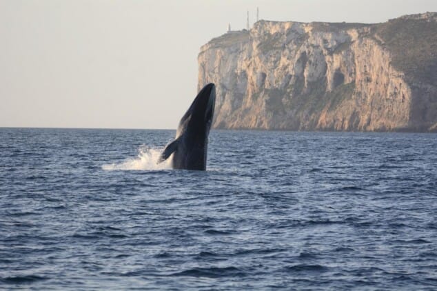Imagen: Ballena rorcual en las inmediaciones del Cabo San Antonio