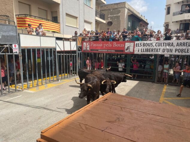 Toros en un recinto de 'bous al carrer' con público en balcones y barreras.