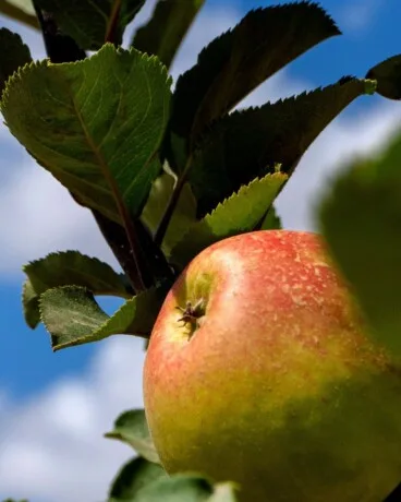 Elegir conscientemente el origen de lo que consumimos apoya de forma directa a los agricultores locales