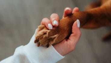 Confía la salud de tu mascota a auténticos profesionales