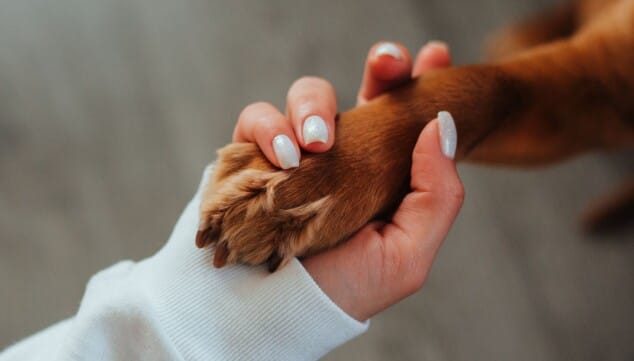 Tu mascota no suda como tú: ¿sabes cómo protegerla del calor este verano? 12 Imagen: Confía la salud de tu mascota a auténticos profesionales