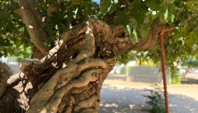 Música, gastronomía local y aforo reducido: llega Festival La Marineta 6 donde la naturaleza y la musica se encuentran