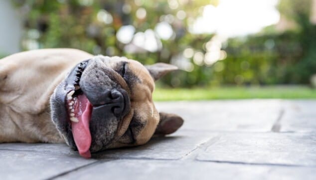 Tu mascota no suda como tú: ¿sabes cómo protegerla del calor este verano? 2 jadeo excesivo rapido y continuo
