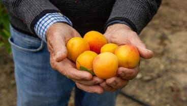 la clave para marcar el mejor gol nutricional y de sabor consiste en elegir productos frescos de kilometro cero