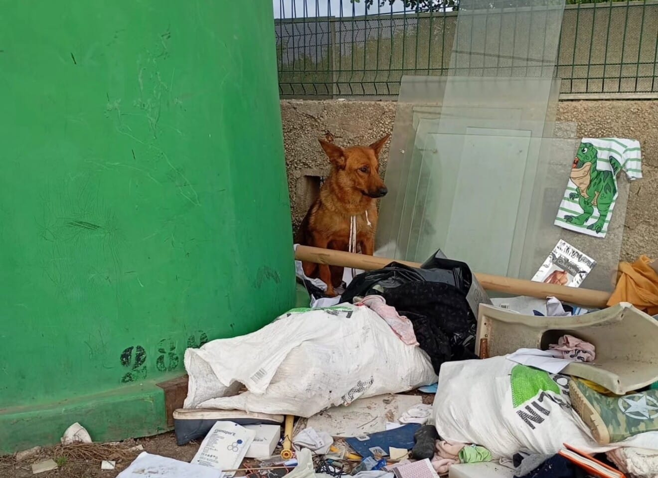 La perrita en el momento en que fue localizada en la Partida Tossalet de Dénia