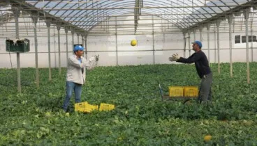 Maduración natural en planta