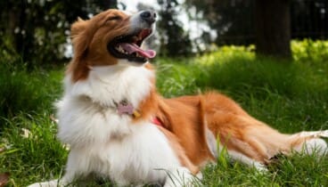 ¿Cómo de preparada está tu mascota para los días más calurosos del año? Consejos para un verano seguro 3 manten a tu mascota sana con el aumento de temperaturas