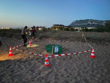 Diana, la tortuga boba, regresa a Dénia por tercer año para desovar 3 Área acordonada con conos y una jaula protectora alrededor de un nido de tortuga en una playa de Dénia al atardecer.