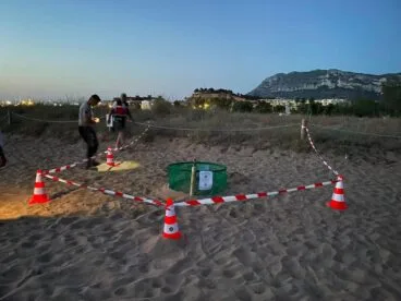 Área acordonada con conos y una jaula protectora alrededor de un nido de tortuga en una playa de Dénia al atardecer.