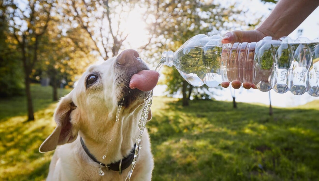 Renovación constante de agua